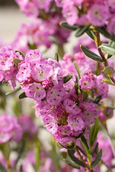 Löffelblättrige lorbeerrose Kalmia polifolia strauch Kalmia polifolia Strauch