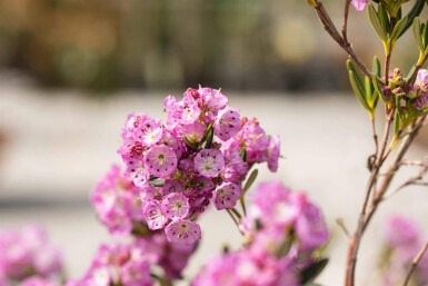 Löffelblättrige lorbeerrose Kalmia polifolia strauch Kalmia polifolia Strauch