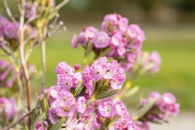 Löffelblättrige lorbeerrose Kalmia polifolia strauch Kalmia polifolia Strauch