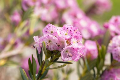 Löffelblättrige lorbeerrose Kalmia polifolia strauch Kalmia polifolia Strauch