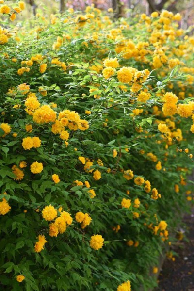 Ranunkelstrauch Kerria japonica strauch Kerria japonica Strauch