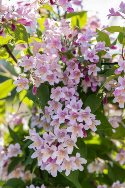 Perlmuttstrauch Kolkwitzia amabilis strauch 50-60 C7,5 Kolkwitzia amabilis Strauch 50-60 cm