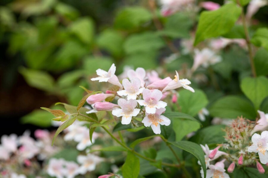 Perlmuttstrauch Kolkwitzia amabilis strauch 50-60 C7,5 Kolkwitzia amabilis Strauch 50-60 cm