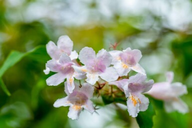 Perlmuttstrauch Kolkwitzia amabilis strauch 50-60 C7,5 Kolkwitzia amabilis Strauch 50-60 cm