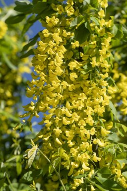 Goldregen Laburnum anagyroides strauch Laburnum anagyroides Strauch