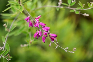 Buschklee Lespedeza thunbergii strauch Lespedeza thunbergii Strauch