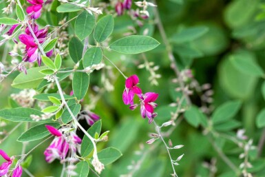 Buschklee Lespedeza thunbergii strauch Lespedeza thunbergii Strauch