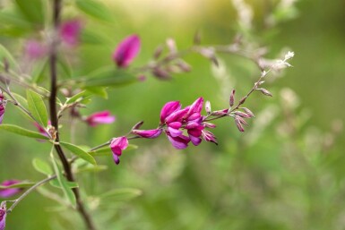 Buschklee Lespedeza thunbergii strauch Lespedeza thunbergii Strauch