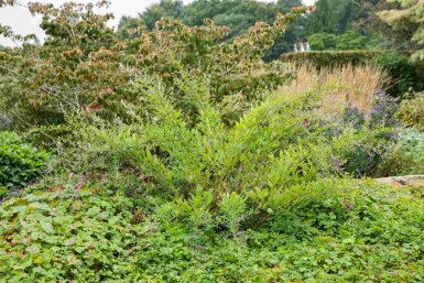 Buschklee Lespedeza thunbergii strauch Lespedeza thunbergii Strauch