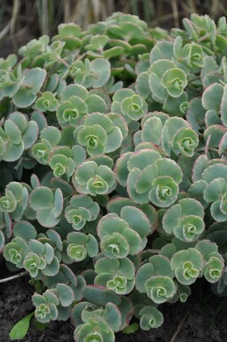 Oktober-Fetthenne Sedum sieboldii 5-10 Topf 9x9 cm (P9)