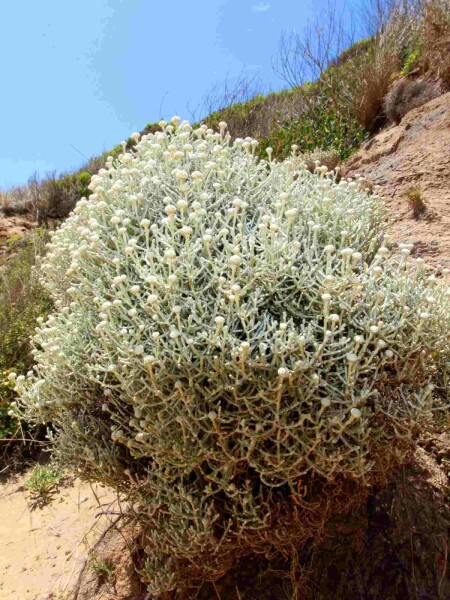 Silberkörbchen Leucophyta brownii strauch Leucophyta brownii Strauch