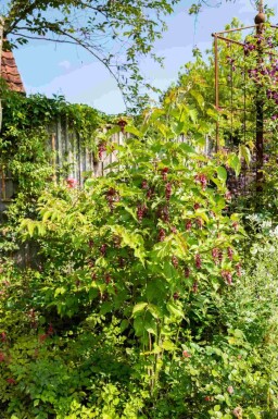Karamellbeere Leycesteria formosa strauch Leycesteria formosa Strauch
