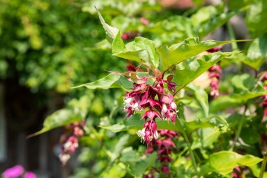 Karamellbeere Leycesteria formosa strauch Leycesteria formosa Strauch