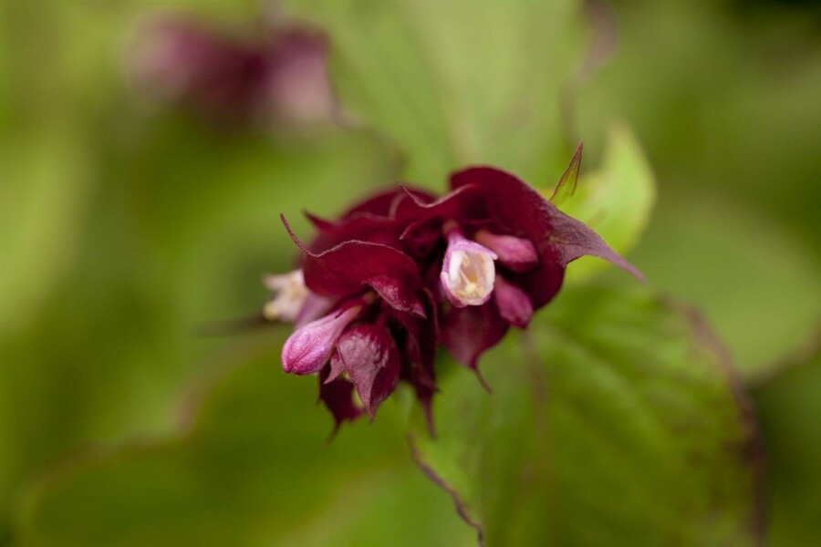 Karamellbeere Leycesteria formosa 'Purple Rain' strauch Leycesteria formosa 'Purple Rain' Strauch