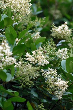 Japanischer liguster Ligustrum japonicum strauch Ligustrum japonicum