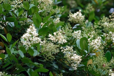 Japanischer liguster Ligustrum japonicum strauch Ligustrum japonicum