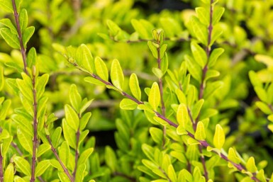 Böschungsmyrthe Lonicera pileata strauch Lonicera pileata Strauch