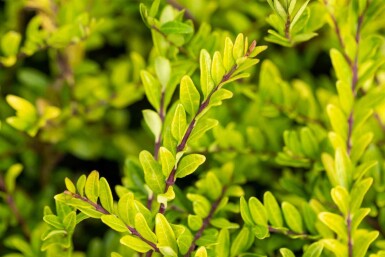 Böschungsmyrthe Lonicera pileata strauch Lonicera pileata Strauch