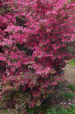 Loropetalum Loropetalum chinense strauch Loropetalum chinense Strauch