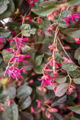 Loropetalum Loropetalum chinense 'Black Pearl' strauch Loropetalum chinense 'Black Pearl'