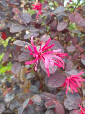 Loropetalum Loropetalum chinense 'Black Pearl' strauch Loropetalum chinense 'Black Pearl'