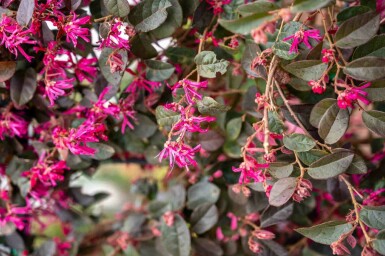 Loropetalum Loropetalum chinense 'Black Pearl' strauch Loropetalum chinense 'Black Pearl' Strauch
