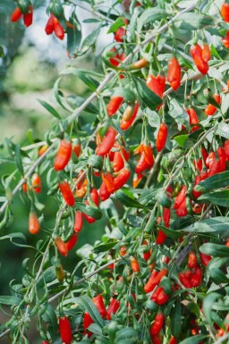 Teufelszwirn Lycium barbarum strauch Lycium barbarum