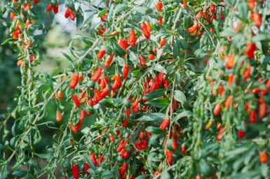Teufelszwirn Lycium barbarum strauch Lycium barbarum