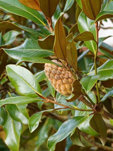 Immergrüne magnolie Magnolia grandiflora 'Goliath' strauch Magnolia grandiflora 'Goliath' Strauch
