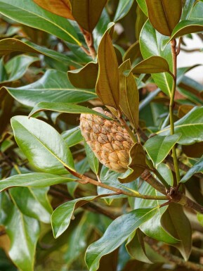 Immergrüne magnolie Magnolia grandiflora 'Goliath' strauch Magnolia grandiflora 'Goliath' Strauch