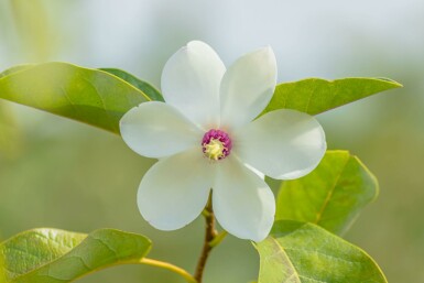 Siebolds magnolie Magnolia sieboldii strauch Magnolia sieboldii Strauch