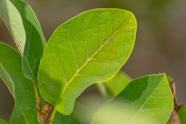 Siebolds magnolie Magnolia sieboldii strauch Magnolia sieboldii Strauch