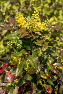 Mahonie Mahonia aquifolium strauch Mahonia aquifolium Strauch