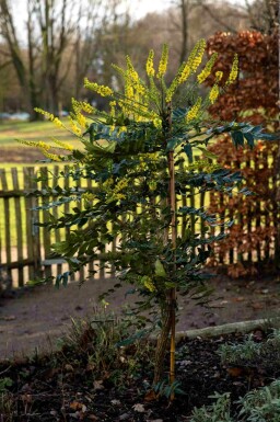 Mahonie Mahonia bealei strauch Mahonia bealei