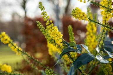 Mahonie Mahonia bealei strauch Mahonia bealei
