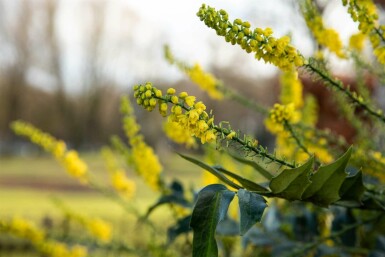 Mahonie Mahonia bealei strauch Mahonia bealei Strauch