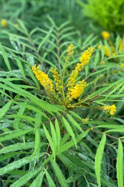 Mahonie Mahonia eurybracteata 'Soft Caress' strauch Mahonia eurybracteata 'Soft Caress' Strauch