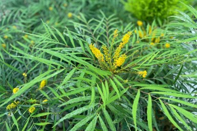 Mahonie Mahonia eurybracteata 'Soft Caress' strauch Mahonia eurybracteata 'Soft Caress' Strauch
