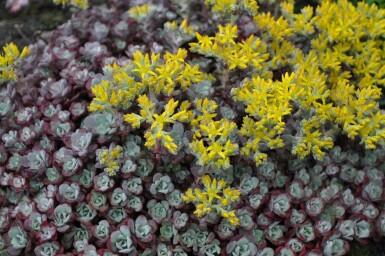 Spatelblättriges Fettblatt Sedum spathulifolium 'Purpureum' 5-10 Topf 9x9 cm (P9)