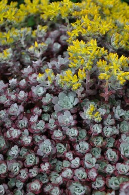 Spatelblättriges Fettblatt Sedum spathulifolium 'Purpureum' 5-10 Topf 9x9 cm (P9) Sedum spathulifolium 'Purpureum'