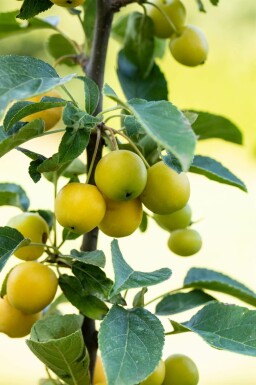 Zierapfel Malus 'Golden Hornet' strauch Malus 'Golden Hornet' Strauch