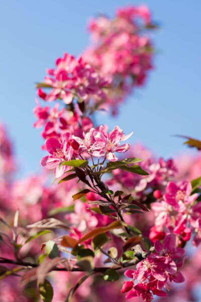 Kulturapfel Malus 'Mokum' strauch Malus 'Mokum' Strauch