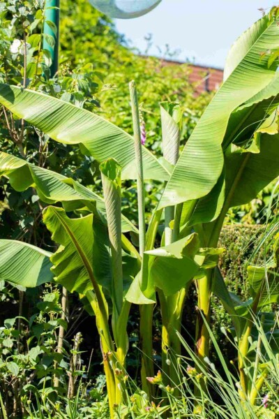 Winterharte banane Musa basjoo strauch Musa basjoo Strauch