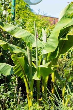 Winterharte banane Musa basjoo strauch Musa basjoo Strauch