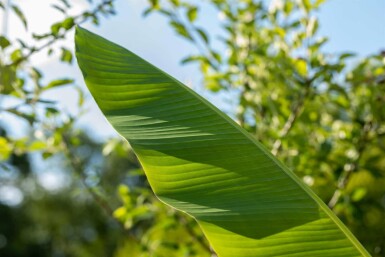 Winterharte banane Musa basjoo strauch Musa basjoo Strauch