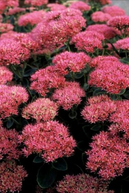 Sedum spectabile 'Brilliant'