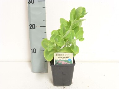 Prächtiges Fettblatt Sedum spectabile 'Brilliant' 5-10 Topf 9x9 cm (P9) Sedum spectabile 'Brilliant'