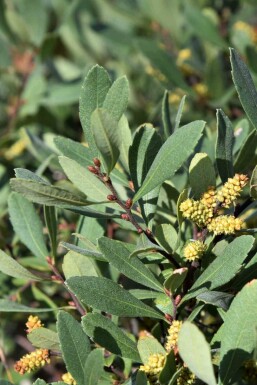 Gagelstrauch Myrica gale strauch Myrica gale
