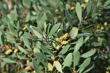 Gagelstrauch Myrica gale strauch Myrica gale