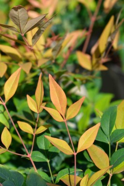 Himmelsbambus Nandina domestica 'Gulfstream' strauch Nandina domestica 'Gulfstream' Strauch